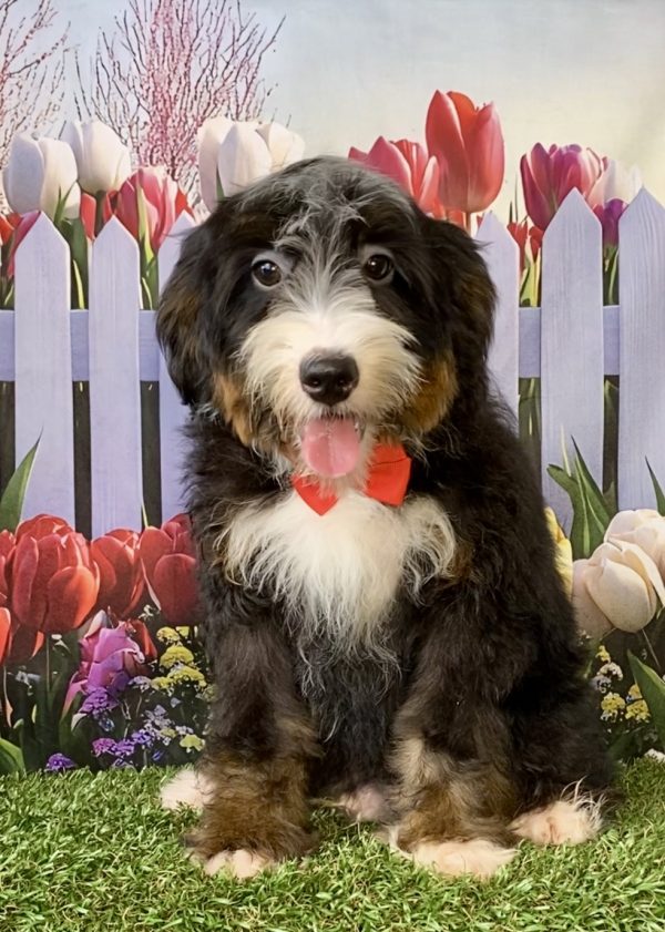 Mr. Hero the F2 Mini-Bernedoodle - Image 5