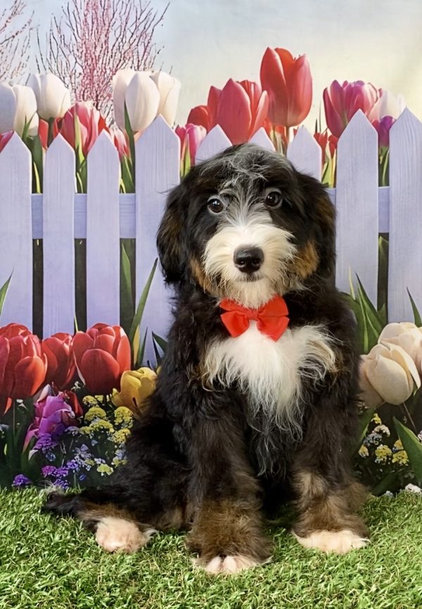 Mr. Hero the F2 Mini-Bernedoodle puppy