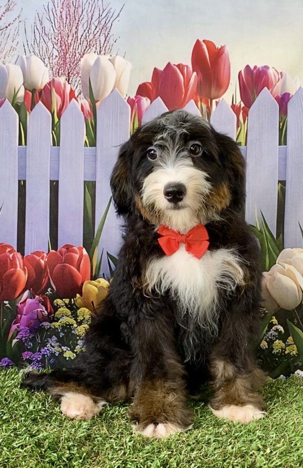 Mr. Hero the F2 Mini-Bernedoodle - Image 6