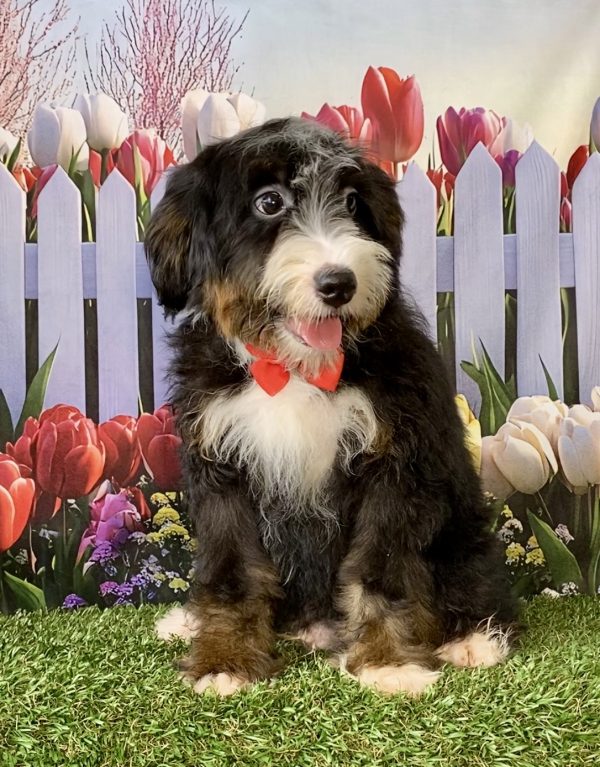 Mr. Hero the F2 Mini-Bernedoodle - Image 7