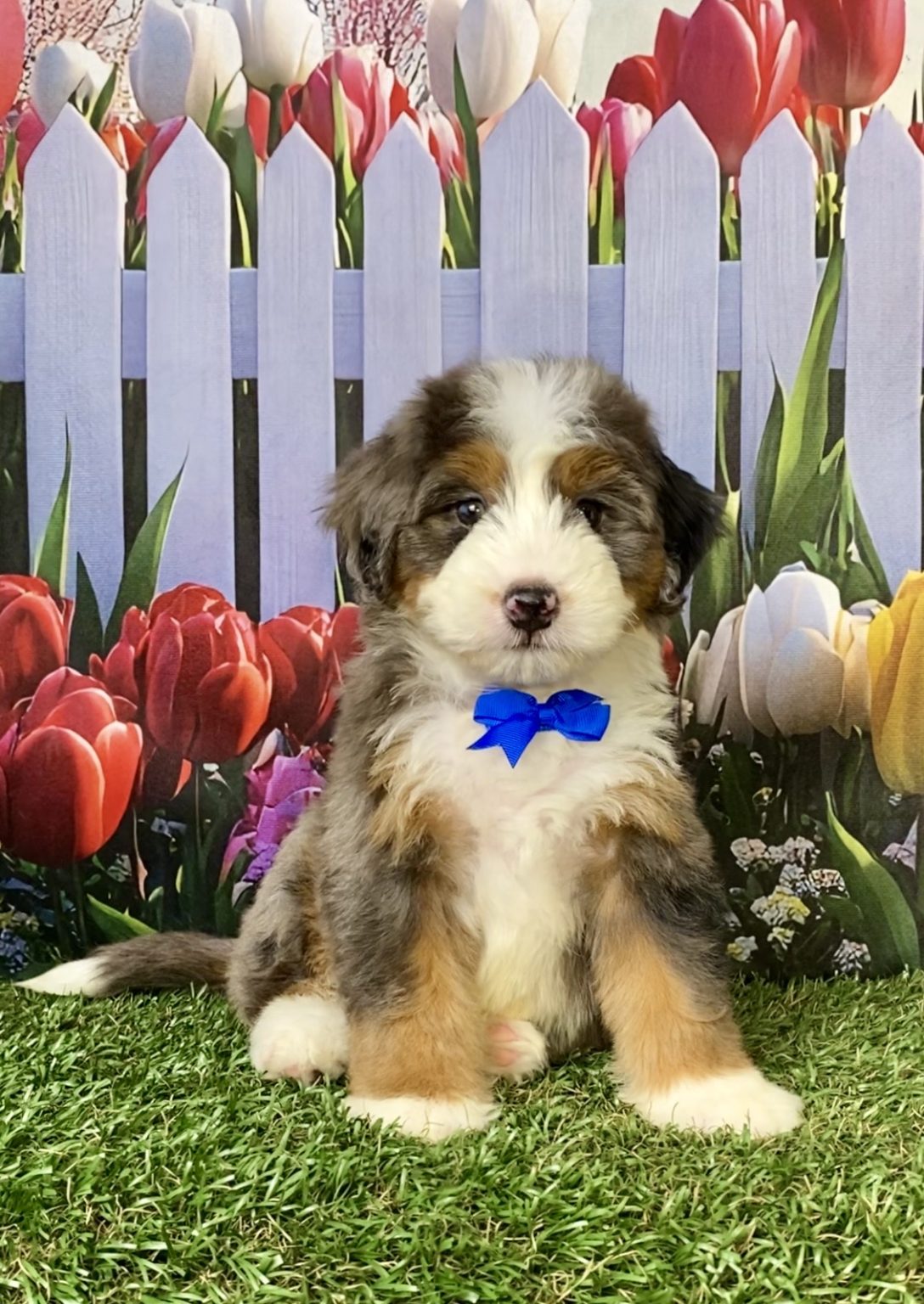 Photo of Mr. Aaron the F1 Mini-Bernedoodle puppy