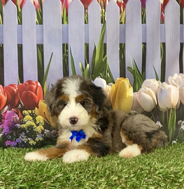 Photo of Mr. Aaron the F1 Mini-Bernedoodle puppy