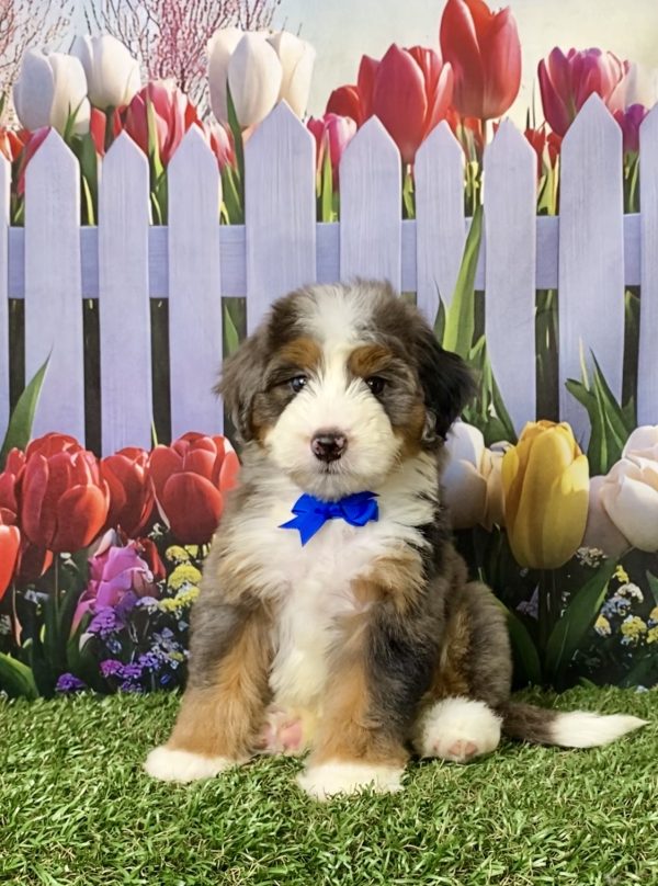 Photo of Mr. Aaron the F1 Mini-Bernedoodle puppy
