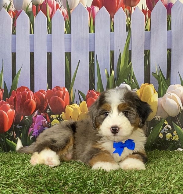 Photo of Mr. Aaron the F1 Mini-Bernedoodle puppy