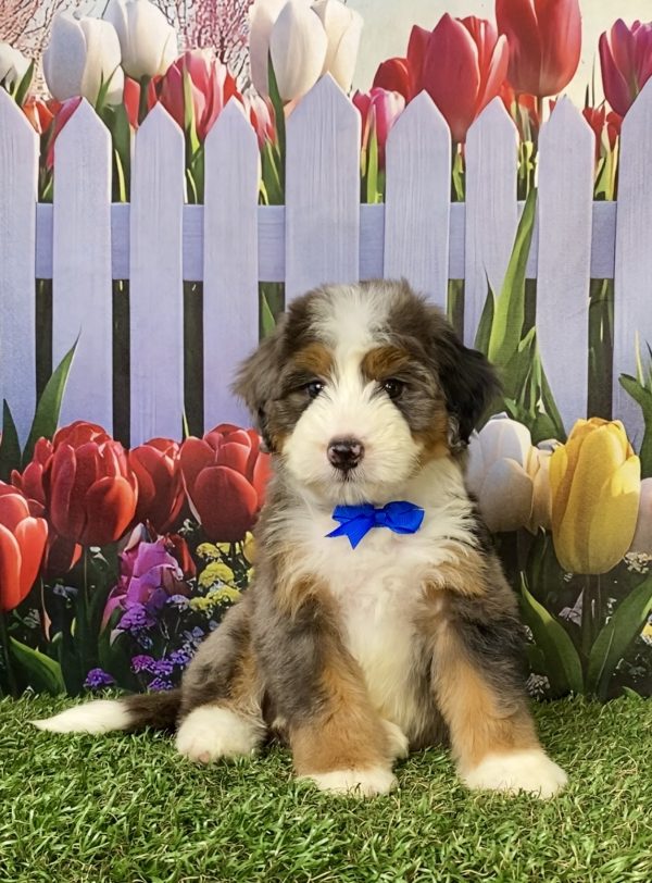 Photo of Mr. Aaron the F1 Mini-Bernedoodle puppy