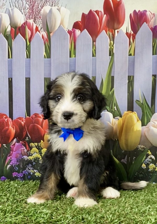 Mr. Asher the F1 Mini-Bernedoodle puppy