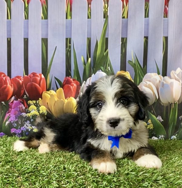 Photo of Mr. Asher the F1 Mini-Bernedoodle puppy