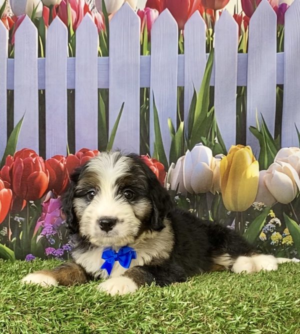 Photo of Mr. Asher the F1 Mini-Bernedoodle puppy