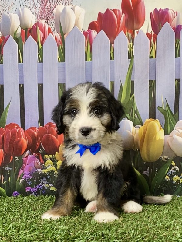 Photo of Mr. Asher the F1 Mini-Bernedoodle puppy