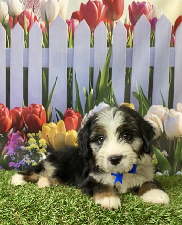 Photo of Mr. Asher the F1 Mini-Bernedoodle puppy