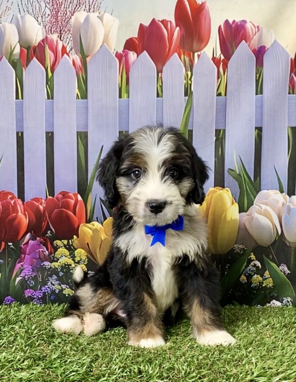 Photo of Mr. Asher the F1 Mini-Bernedoodle puppy