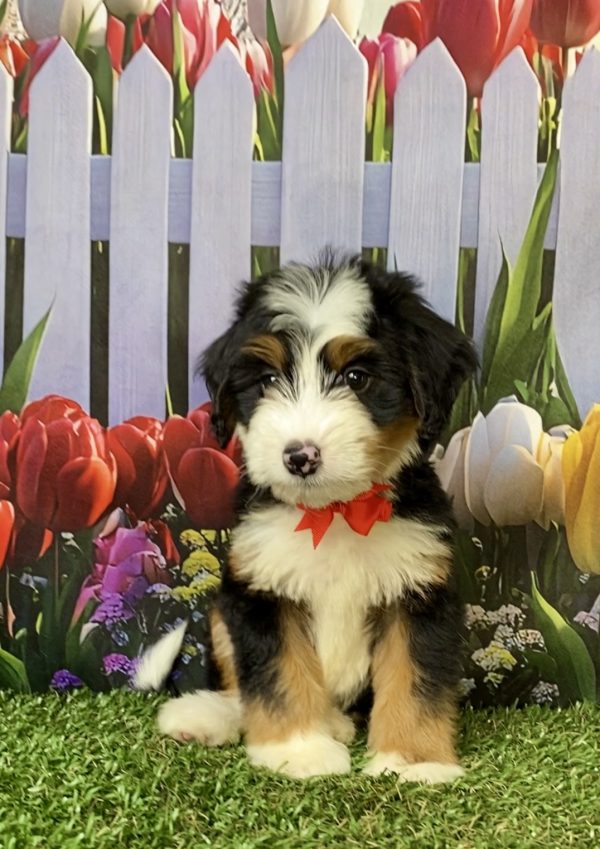 Mr. Austin the F1 Mini-Bernedoodle puppy