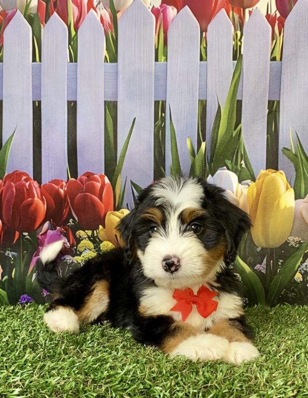 Photo of Mr. Austin the F1 Mini-Bernedoodle puppy