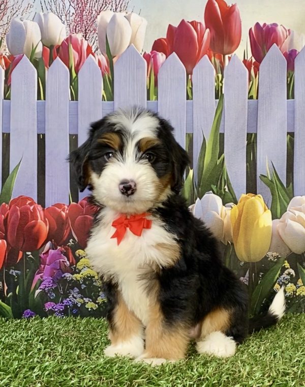Photo of Mr. Austin the F1 Mini-Bernedoodle puppy
