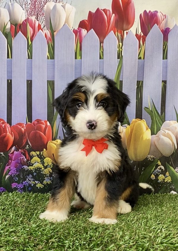 Photo of Mr. Austin the F1 Mini-Bernedoodle puppy