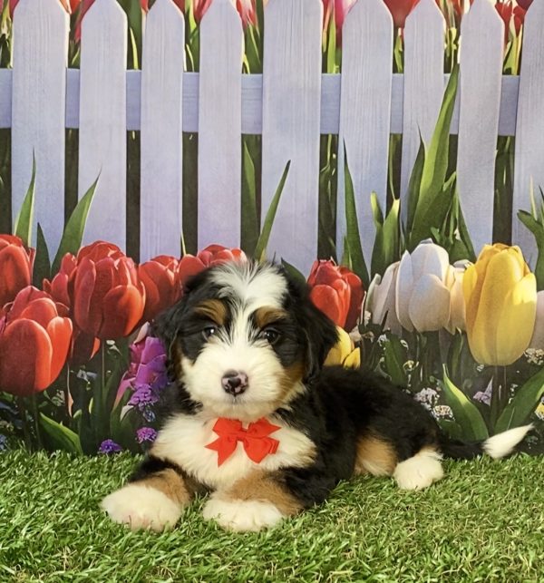 Photo of Mr. Austin the F1 Mini-Bernedoodle puppy