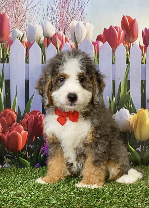 Mr. Blake the F1B Mini-Bernedoodle puppy