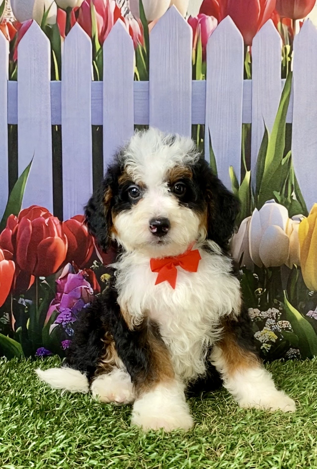 Photo of Mr. Caleb the F2 Mini-Bernedoodle puppy
