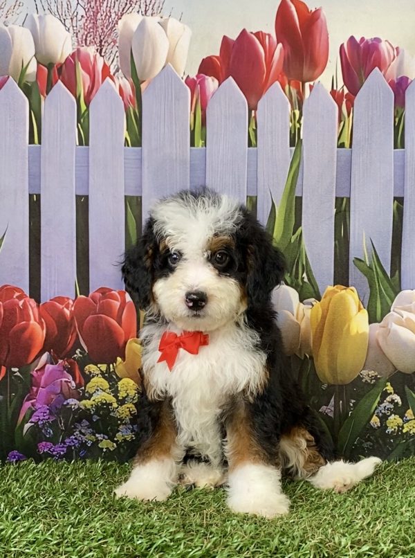 Photo of Mr. Caleb the F2 Mini-Bernedoodle puppy