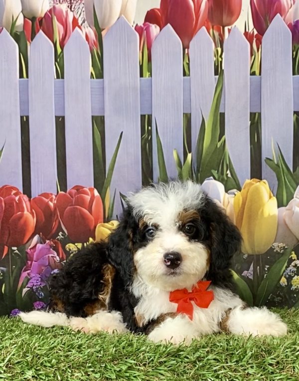 Photo of Mr. Caleb the F2 Mini-Bernedoodle puppy
