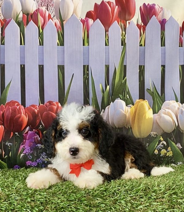 Photo of Mr. Caleb the F2 Mini-Bernedoodle puppy