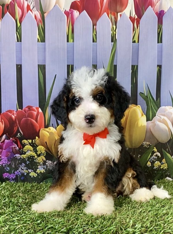 Photo of Mr. Caleb the F2 Mini-Bernedoodle puppy