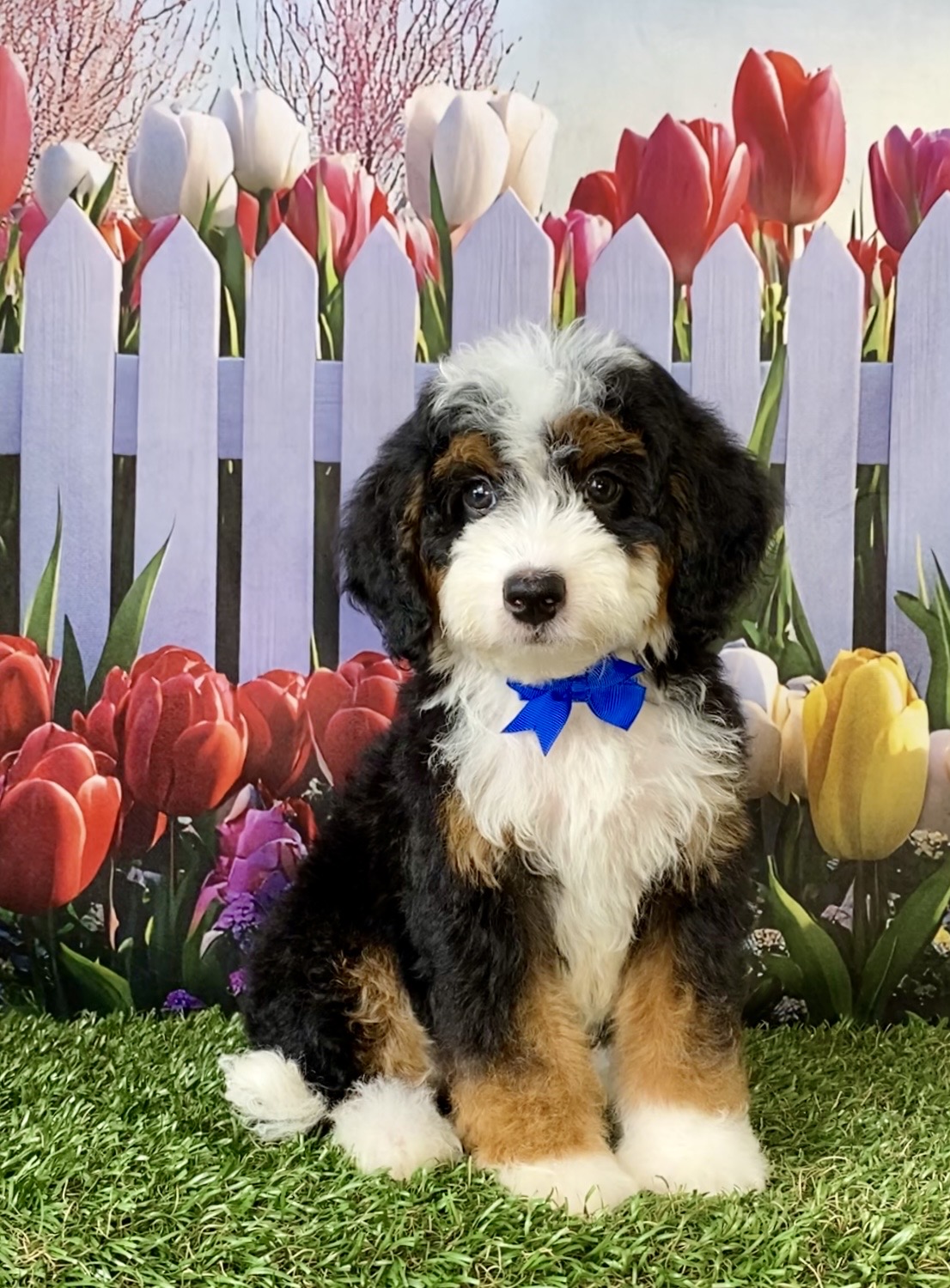 Photo of Mr. Chris the F2 Mini-Bernedoodle puppy
