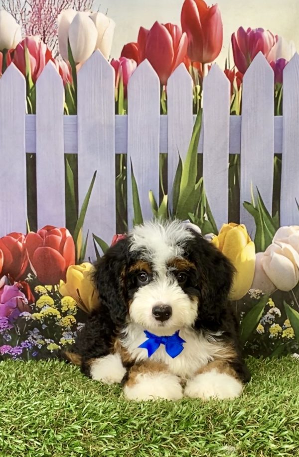 Photo of Mr. Chris the F2 Mini-Bernedoodle puppy