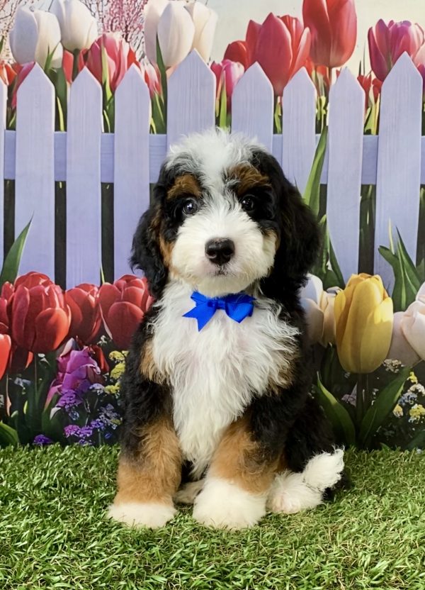 Photo of Mr. Chris the F2 Mini-Bernedoodle puppy