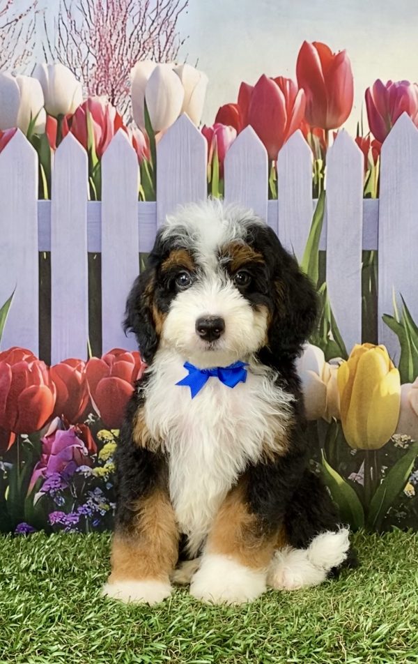 Photo of Mr. Chris the F2 Mini-Bernedoodle puppy