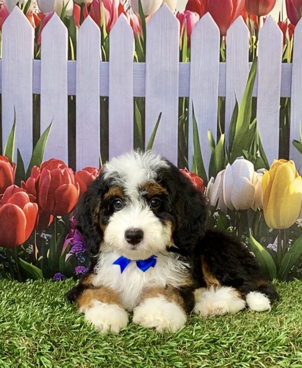 Photo of Mr. Chris the F2 Mini-Bernedoodle puppy