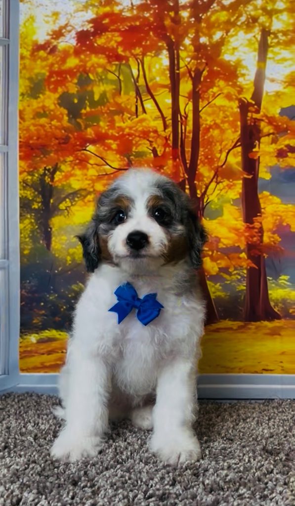 Photo of Mr. Clifford the F1B Mini-Bernedoodle puppy