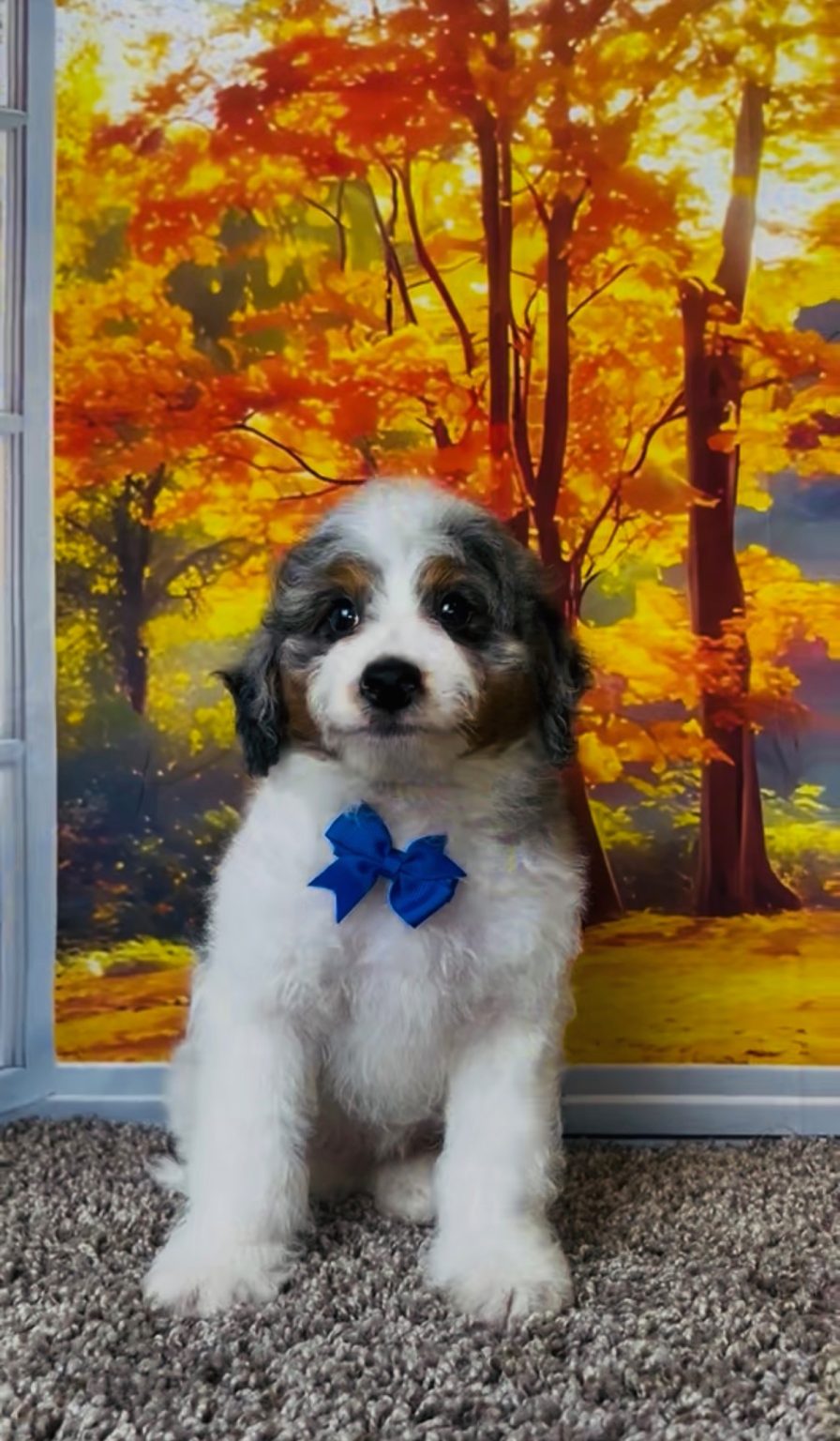 Photo of Mr. Clifford the F1B Mini-Bernedoodle puppy
