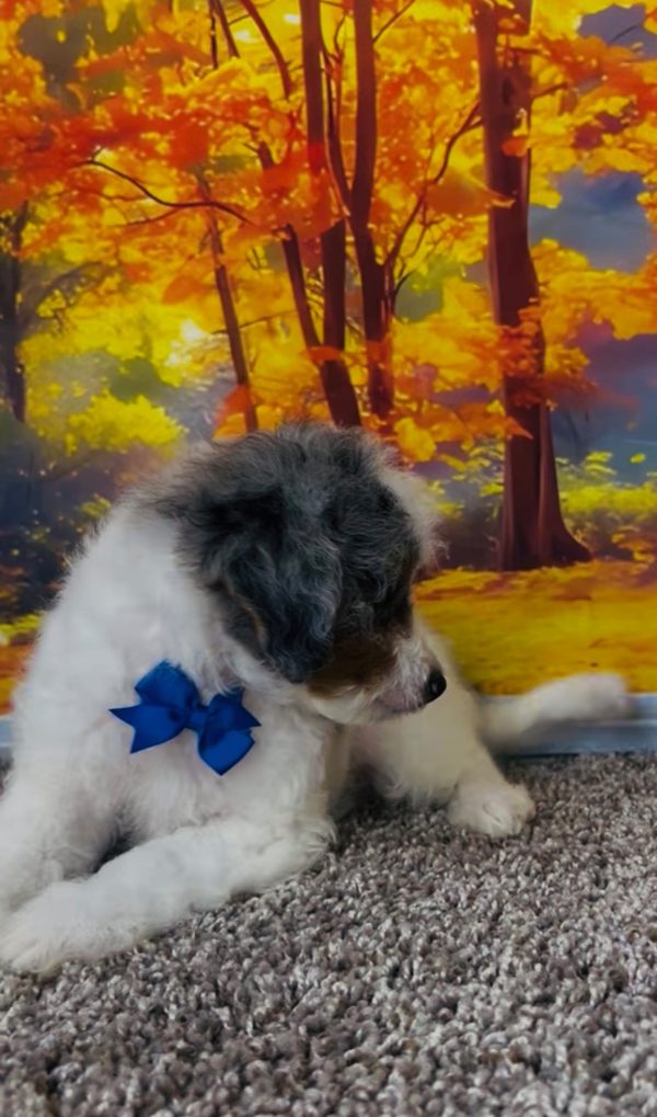 Photo of Mr. Clifford the F1B Mini-Bernedoodle puppy