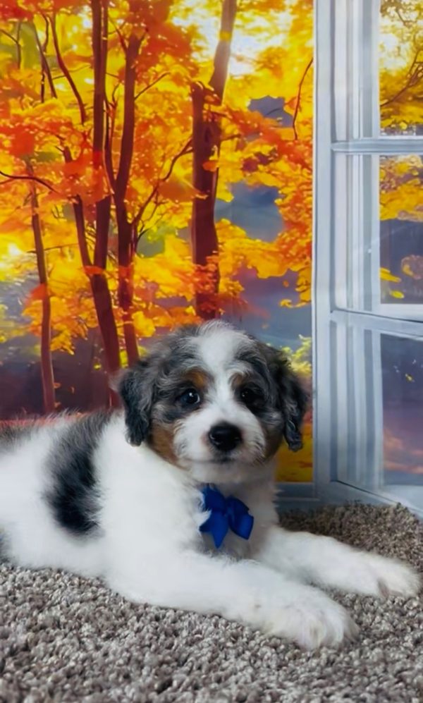 Photo of Mr. Clifford the F1B Mini-Bernedoodle puppy