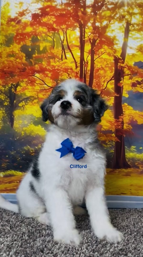 Photo of Mr. Clifford the F1B Mini-Bernedoodle puppy