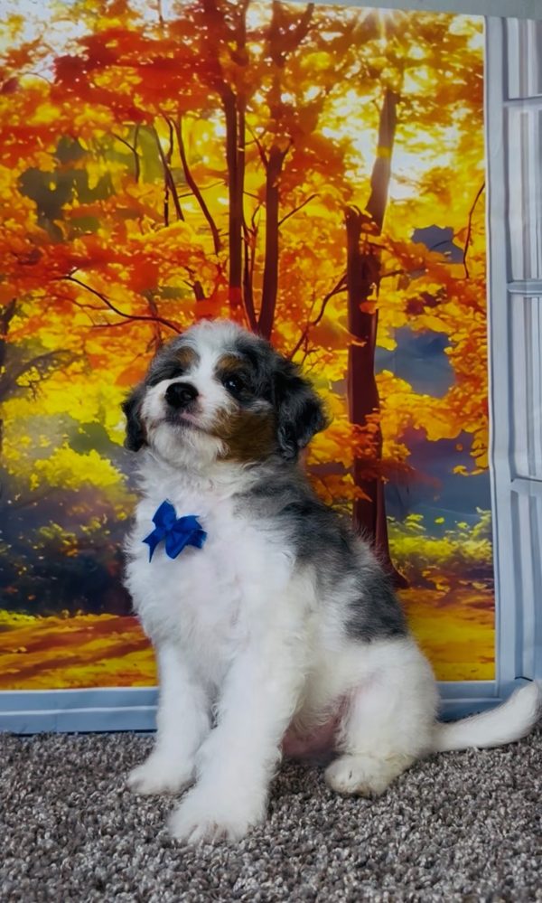Photo of Mr. Clifford the F1B Mini-Bernedoodle puppy
