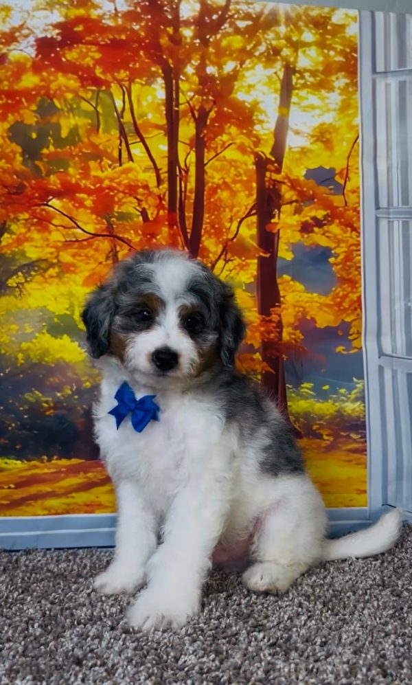 Photo of Mr. Clifford the F1B Mini-Bernedoodle puppy