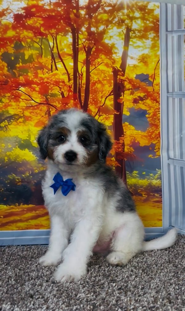 Photo of Mr. Clifford the F1B Mini-Bernedoodle puppy
