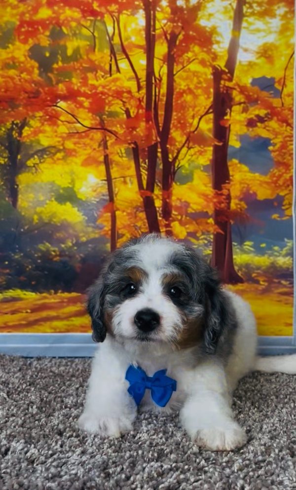 Photo of Mr. Clifford the F1B Mini-Bernedoodle puppy