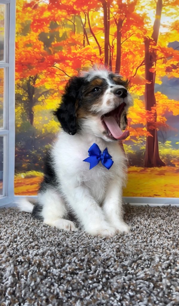 Photo of Mr. Corbin the F1B Mini-Bernedoodle puppy