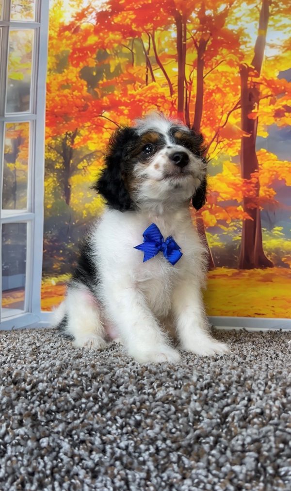 Photo of Mr. Corbin the F1B Mini-Bernedoodle puppy