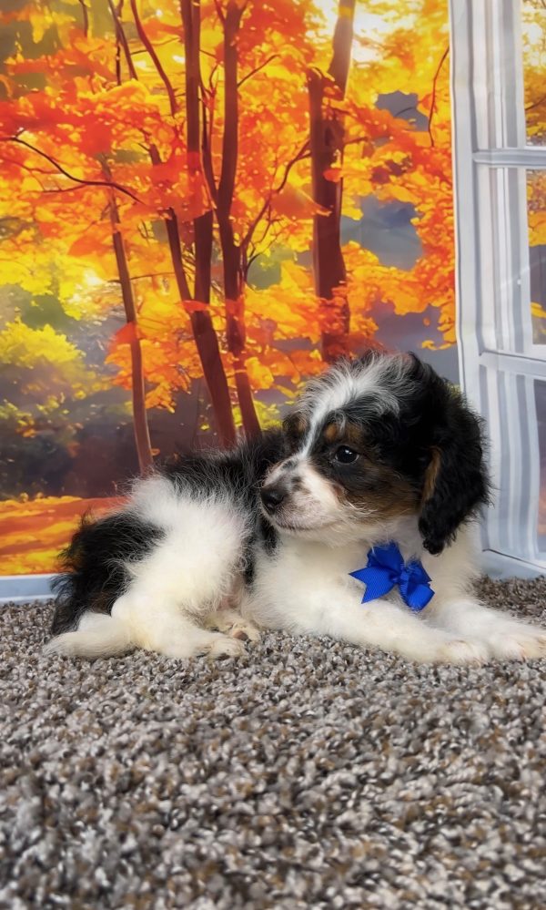 Photo of Mr. Corbin the F1B Mini-Bernedoodle puppy