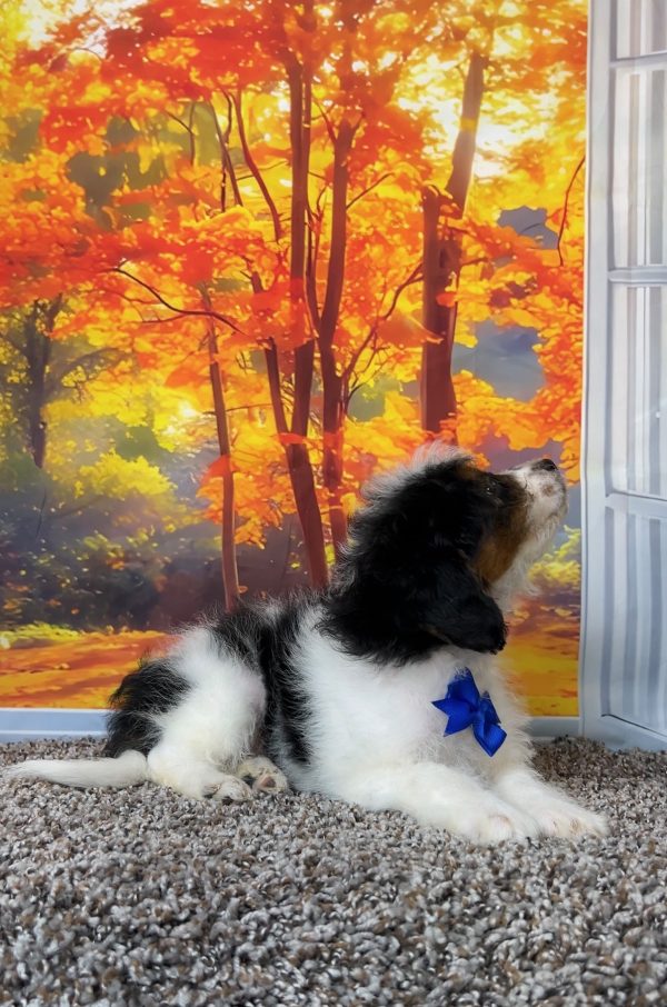 Photo of Mr. Corbin the F1B Mini-Bernedoodle puppy