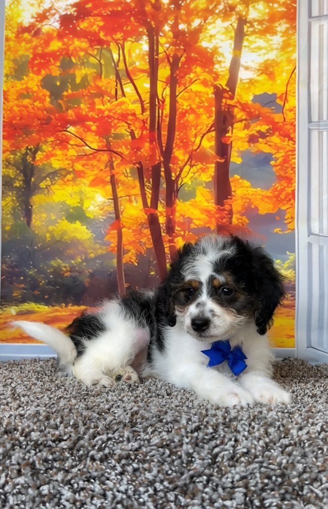 Photo of Mr. Corbin the F1B Mini-Bernedoodle puppy