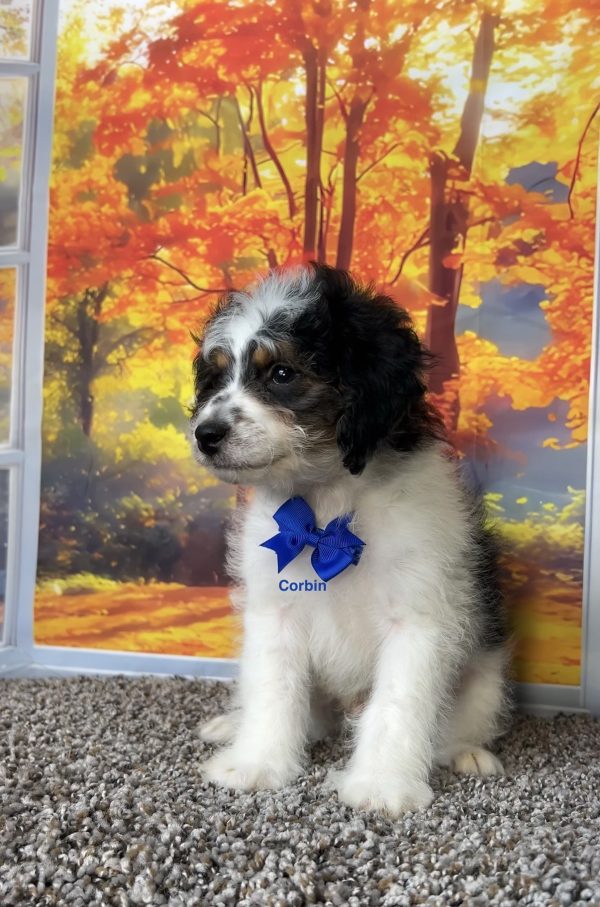 Photo of Mr. Corbin the F1B Mini-Bernedoodle puppy