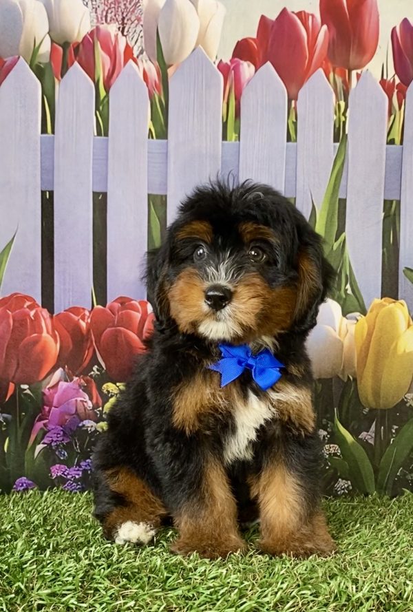 Mr. Dandy the F1 Mini-Bernedoodle puppy