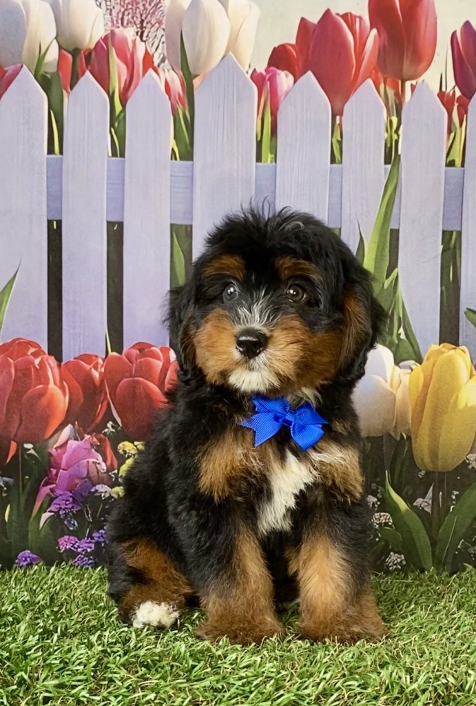 Photo of Mr. Dandy the F1 Mini-Bernedoodle puppy