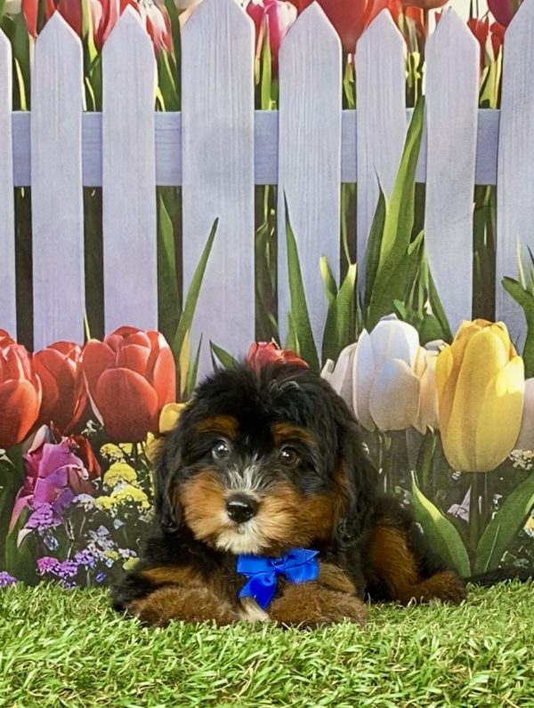 Photo of Mr. Dandy the F1 Mini-Bernedoodle puppy