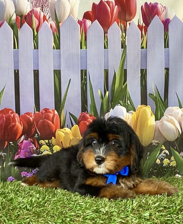 Photo of Mr. Dandy the F1 Mini-Bernedoodle puppy